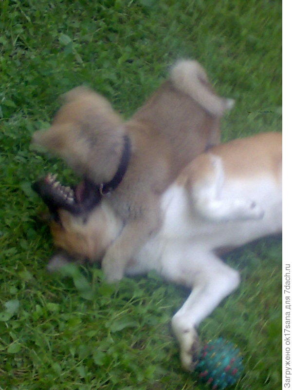 Борг и Наруми. Играют.