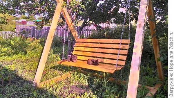 Коты опять здесь.