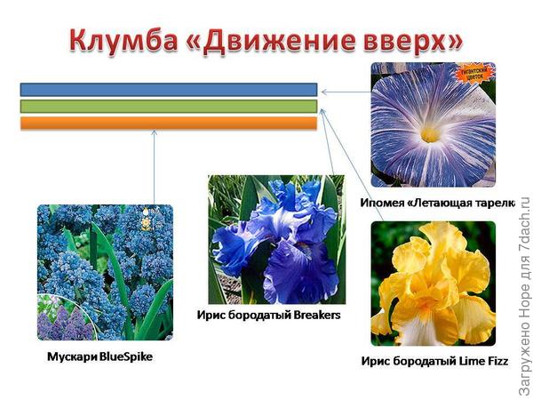 Схема клумбы "Движение вверх"