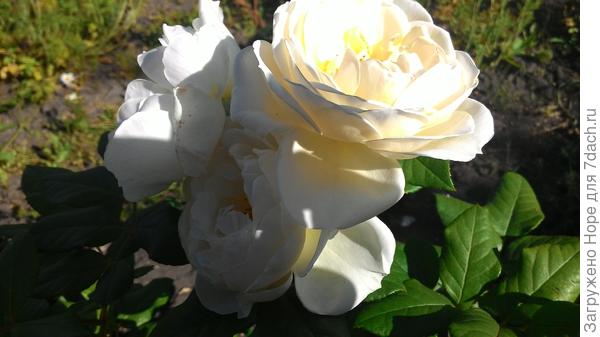 Белая, флорибунда.