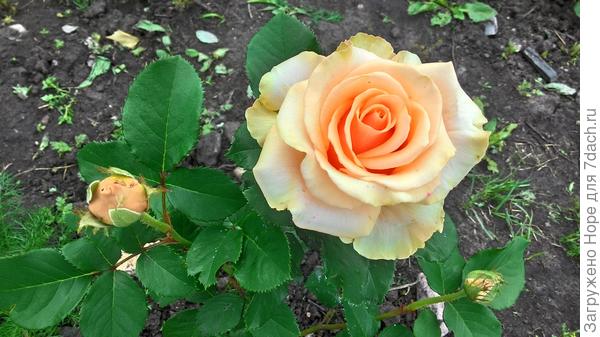 Персиковая.