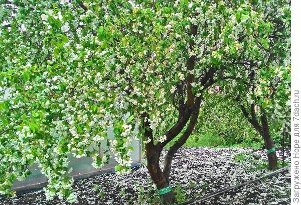 Вот она в цвету прошлой весной, правда после дождя.