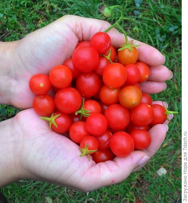 Помидоры &quot;Сладкий миллион&quot;