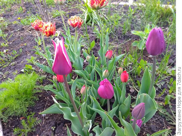 Тюльпаны