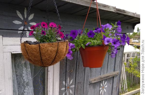 Слева необычная петуния (калибрахоа?)