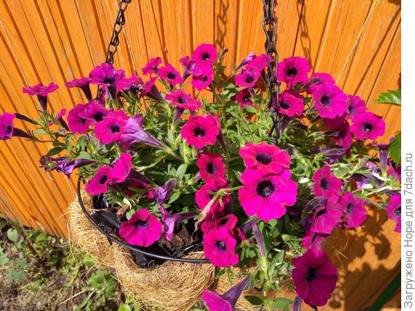 Это еще не пик цветения.