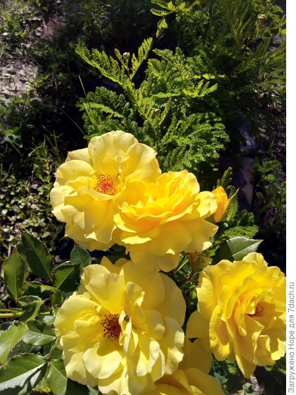 Роза &quot;Парфюм&quot; и пижма.