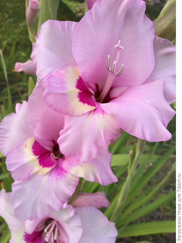 Мой первый гладиолус в жизни. Для вас!