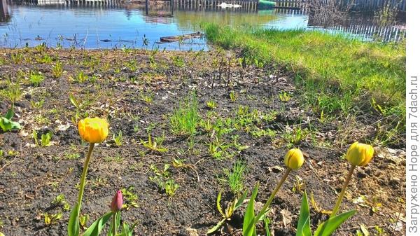 Моё первое фото на 7дач. Наводнение 2016 отступает.