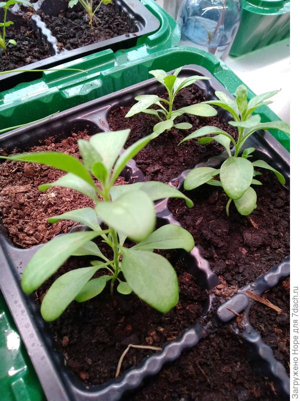 Рассада калибрахоа.