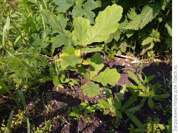 Маленький дуб в зарослях сорняков.