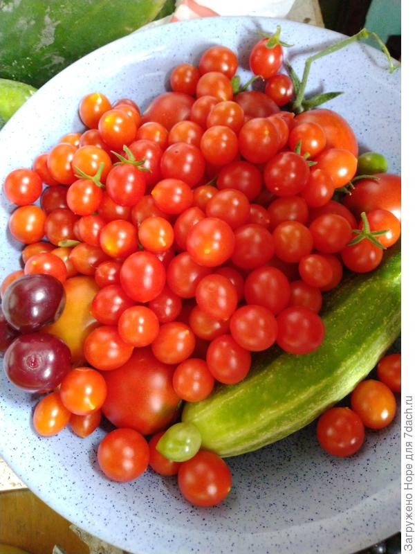 Обратите внимание на вишню, она здесь для сравнения.