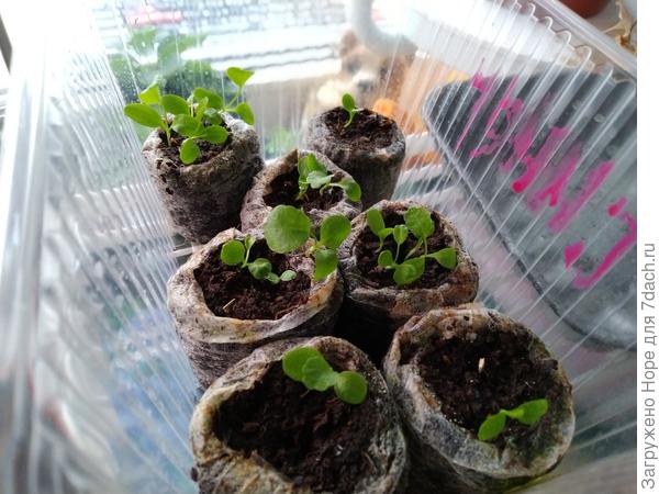 Синеголовник