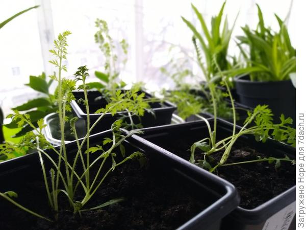 Тысячелистник (Ахиллея Вирджиния)