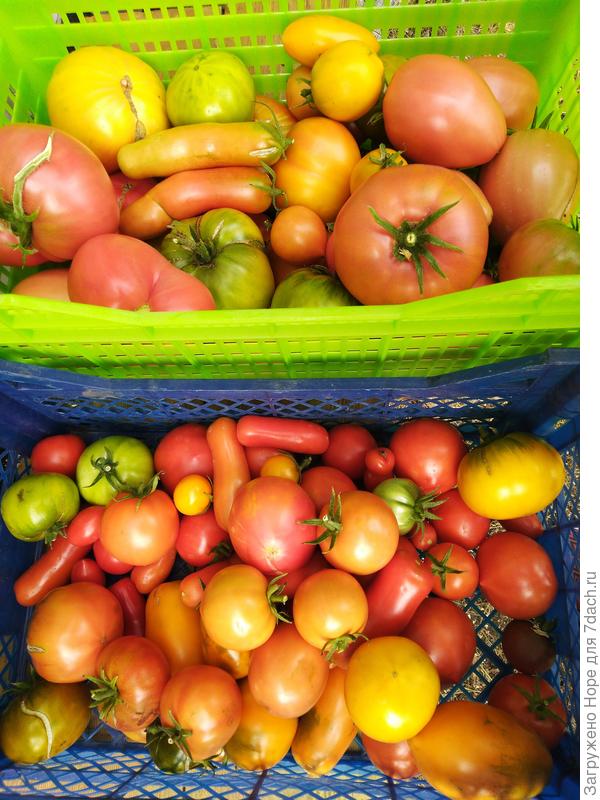 Мои томатики.