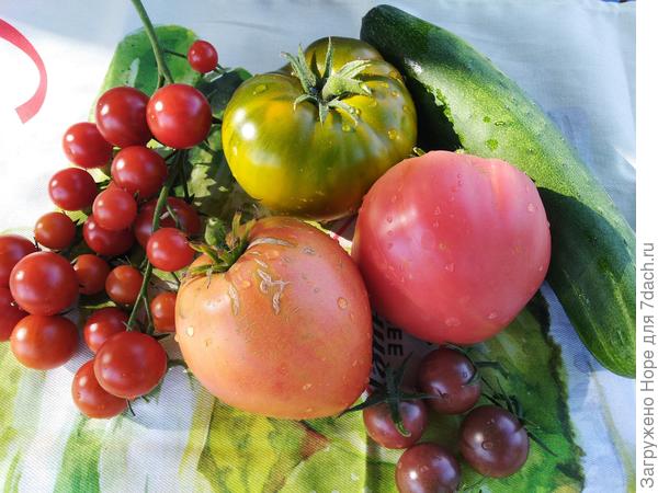 Сладкая гроздь, медовый салют, изумрудное яблоко, вишенка черная.