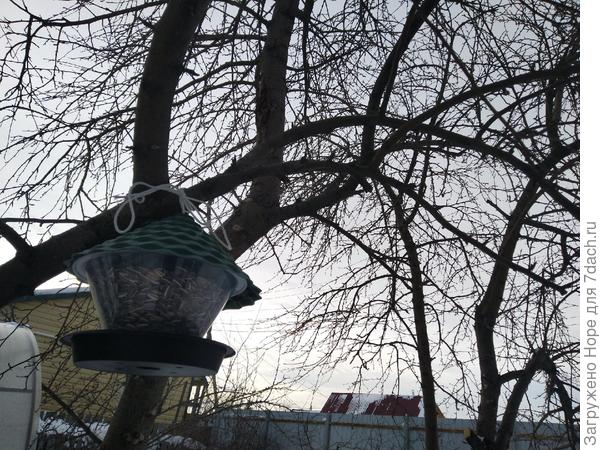 Кормушка с семечками