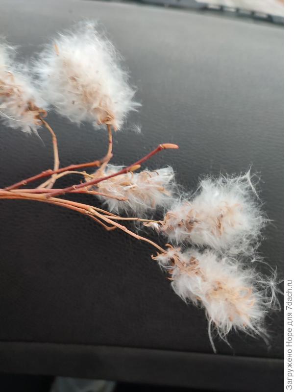 Пушистики ближе