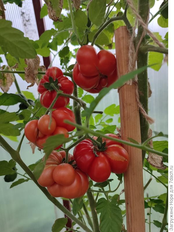 Рейсетомейт похож на чеснок или виноградную гроздь. Дольки, и правда, отламываются.