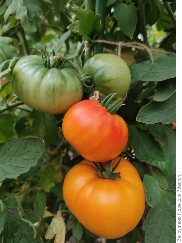 Желто-оранжевые