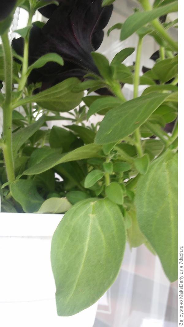 подскажите пожалуйста что это за цветок!!