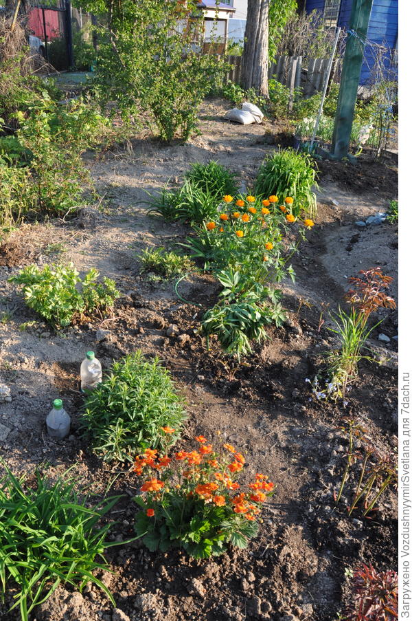 Вот такими их посадила в начале июня.