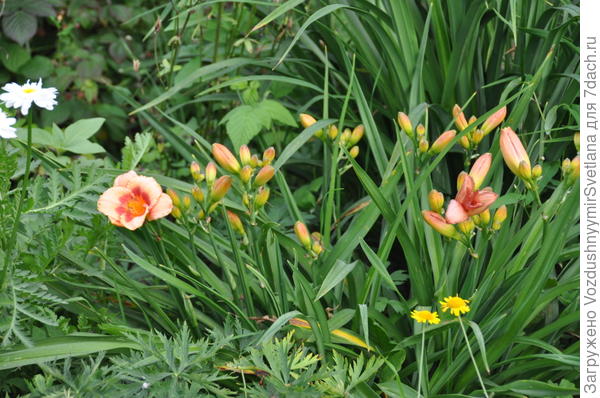 Красавцы сегодня