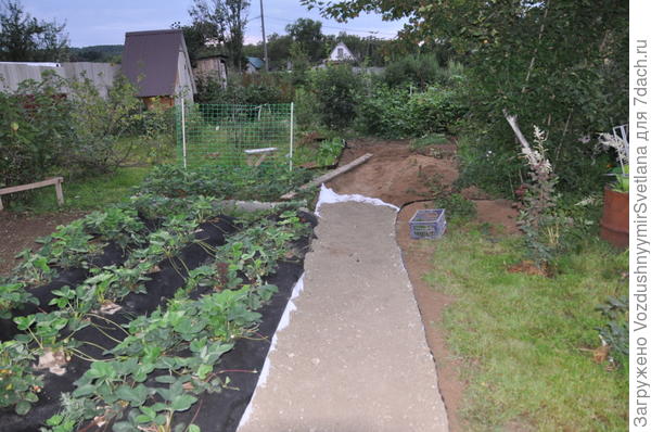 грядки с клубникой