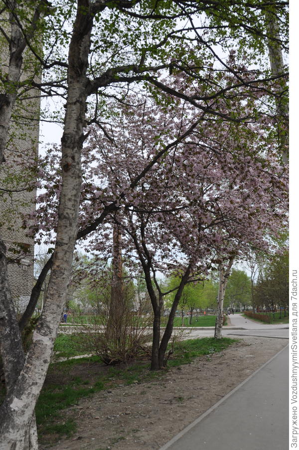 Сакура у дома моего.