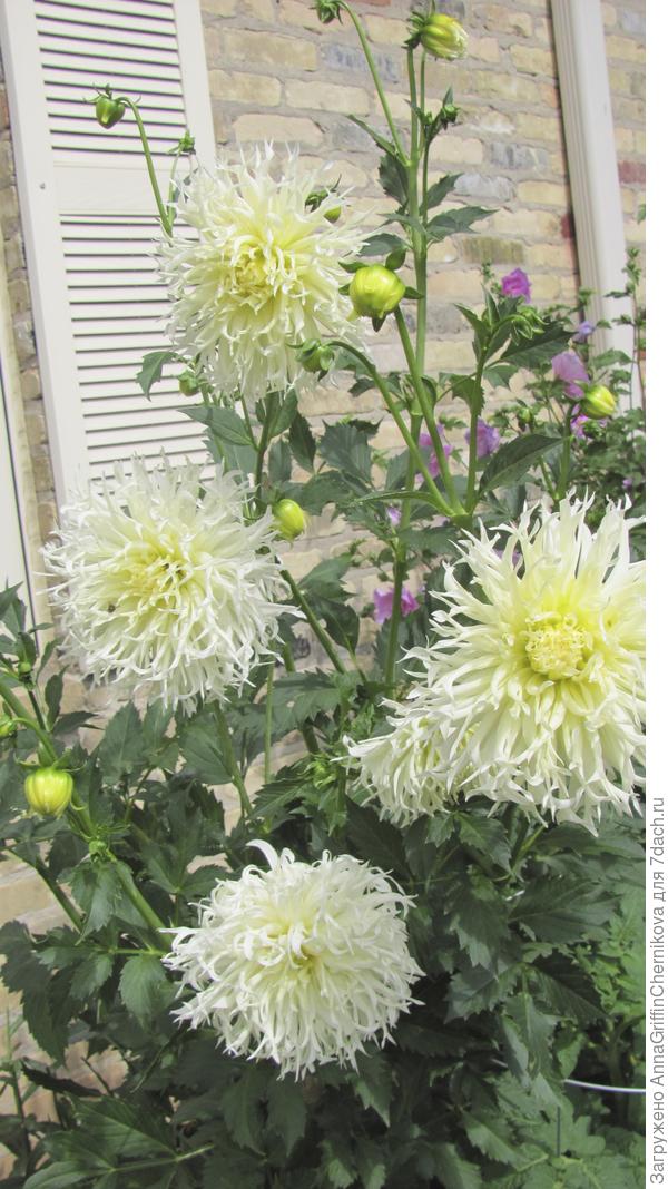 MOI GEORGINI 2017,ZALKO NE SOHRANILA, SGNILI.