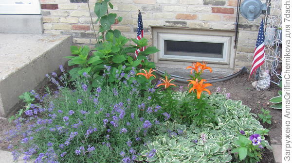 крот или медведка нора под кустом лаванды .цветок почти засох. что предпринять