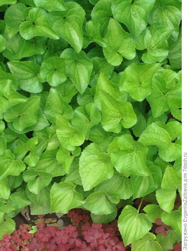 Что за растение?