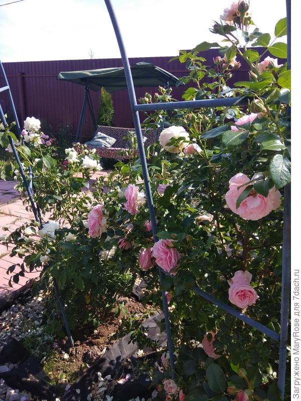 Роза Джардина. Одна из любимых)