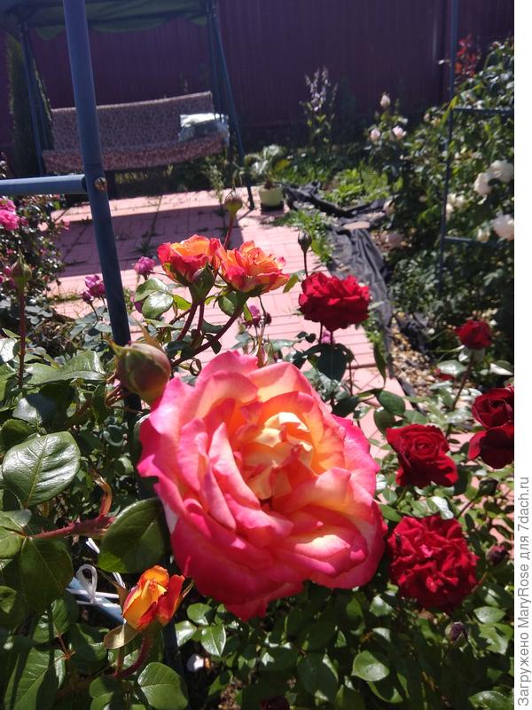 Название этой красавицы  к сожалению не помню