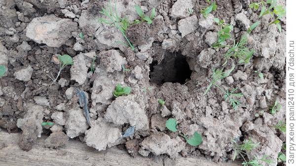 Вот такие дырки на поверхности грядок.
