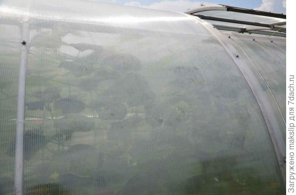 Капли влаги на огуречных листьях. На улице 14.00, светит солнце и дует ветер, а на внутренней части поликарбоната ВЛАГА