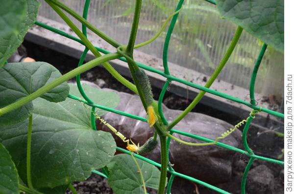 Новый урожай. Посадка в теплицу 6 июня