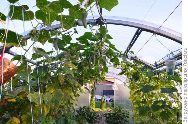 Видно заболевание пероноспорозом