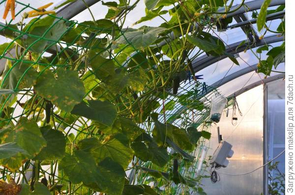 Второй оборот огурцов. Гибриды Чистые пруды и Спиноо