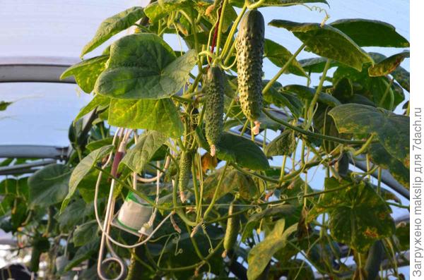Огурцы свисают с потолка. Гибрид Паратунка