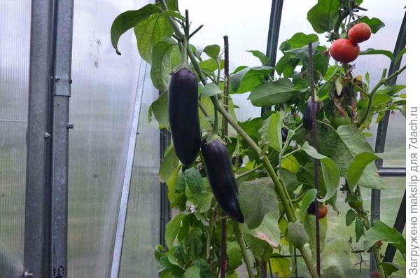 В теплице. 3 ярус. Высота 1,20