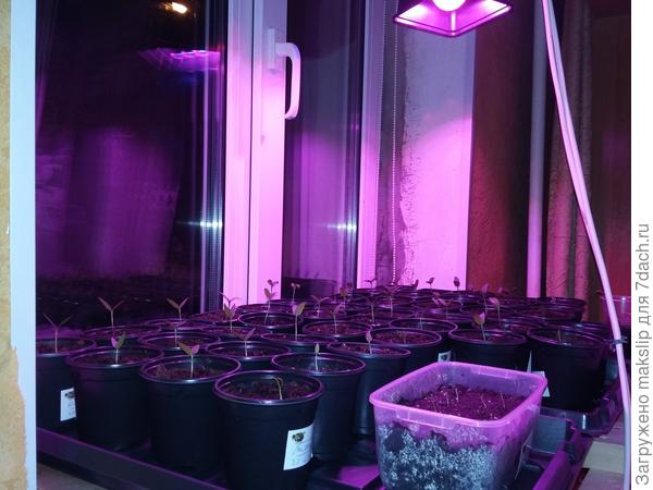 Все горшки одного цвета