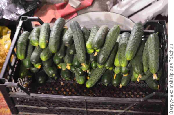 Однодневный урожай огурцов. 8 кустов, используя КП