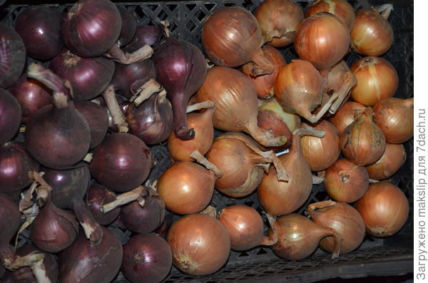 Рэд Барон, Стурон