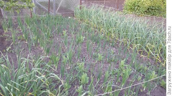 Грядка Озимого