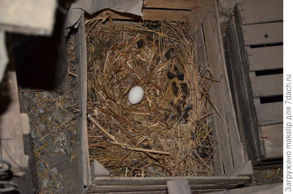 Урожай.......... По одному яйцу в день. На большую яичницу в выходной хватает.