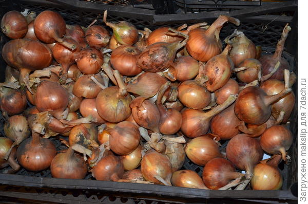 Озимый Штудгартен ..... какой-то