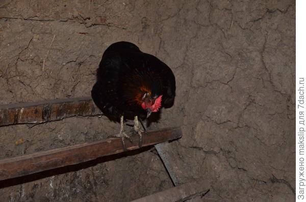 Кормилица несушка.