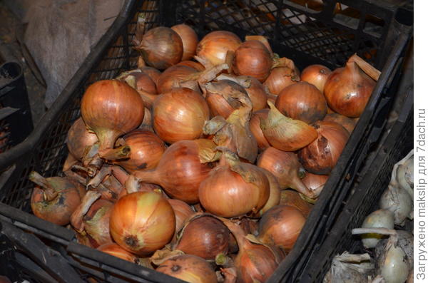 Золотистый Семко