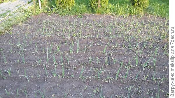 Грядка Ярового